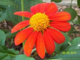 GIB Sunflower Mexican Orange Tithonia Speciosa 50 Seeds - $9.00