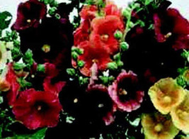 G_S Single Old-Fashioned Country Romance Mix Hollyhock Seeds - £6.54 GBP