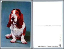 Vintage Postcard - Cute Basset Hound / Dog FF4 - $2.96