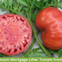 30 Heirloom Mortgage Lifter Tomato Seeds Organic Old Fashioned Taste Prolific Be - £11.28 GBP