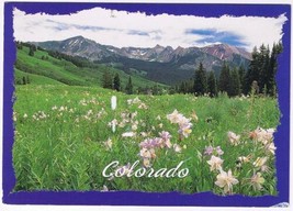 Colorado Postcard Crested Butte Blue Columbine Rocky Mountains - £2.36 GBP