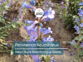 50 Seeds Penstemon Acuminatus | Sand-dune Beardtongue for Planting | Nat... - $86.42 MXN