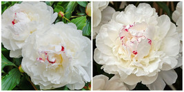 1 Festiva Maxima Double Peony Live Perennial White Flower Root Bulb Plant - $37.99