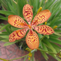 20 Seeds Organic - Iris Domestica - Blackberry Lily or Leopard Lily - £6.78 GBP