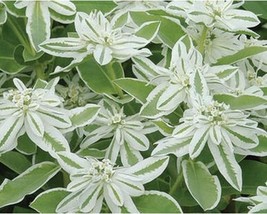 PM 50+ + Euphorbia flower Seeds - Early Snow A185 - $4.25