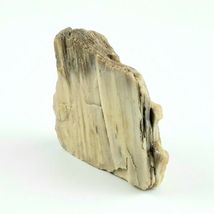 Petrified Wood South Dakota 1 lb 1.6 oz 3.5” x 4" x ~1" Wooden Rock Stone Fossil image 3