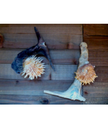Spondylus on Hammerhead Oyster 6 - 7&quot; curiosities curios unique strange ... - $34.26 CAD