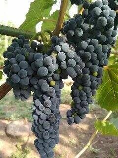 Marquette Dark Blue Grape Red Wine Grape Hardy Plant Seedling, 100 seeds