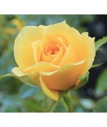 Yellow miniature rose seeds- choose the color - 20 seeds - code 170 - $8.43 CAD