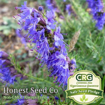 Fresh 500 Hyssop Seeds Heirloom Hyssop Herb Garden Medicinal Seeds Arto - £7.19 GBP