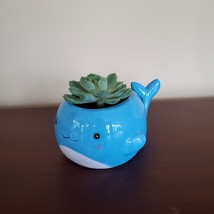 Happy Whale Planter with Live Succulent, 6" Blue Ceramic Animal Pot, Echeveria image 2