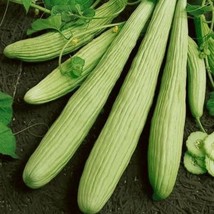 Cucumber Armenian Yard Long Vegetable Seeds Cucumis melo 20 Seeds Fresh Seeds US - $11.98