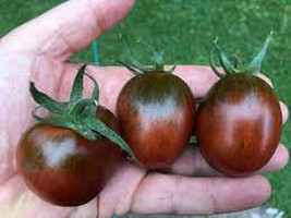 50 Seeds Black Mauri Tomato Vegetable Fresh Seeds - $6.80