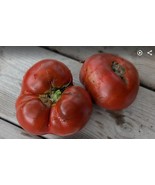Tasmanian Chocolate Heirloom Tomato Seeds – Dwarf, Sweet, 85 Days Determ... - $4.16+