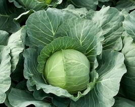 THJAR Cabbage Seeds - Organic, Heirloom, Open Pollinated, Non GMO - Grow... - $2.31
