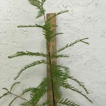 BALD CYPRESS TREE quart pot Taxodiun distichun image 5