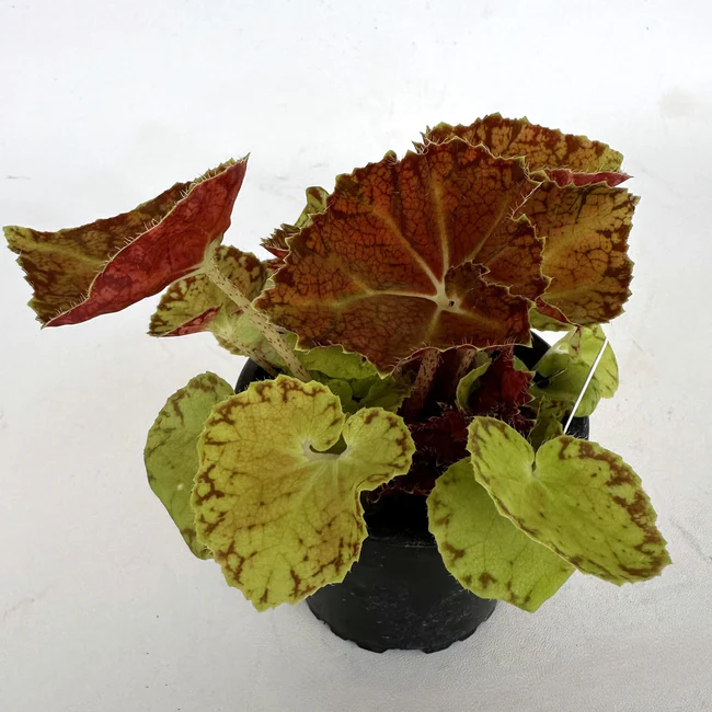 PSStore Begonia Martha Stewart 3&quot; Until 4&quot; Pot - $49.97