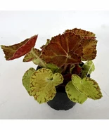 PSStore Begonia Martha Stewart 3&quot; Until 4&quot; Pot - $68.55 CAD