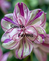 Item image 1 image 1