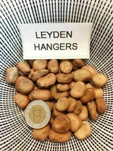 Leyden Hangers Broad Bean - Fava Bean - 5+ seeds - H 072 - $1.69