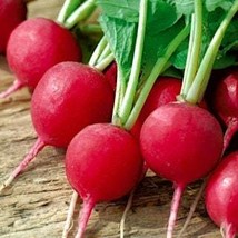 Radish saxa seeds - code 850 - 100 seeds - £3.85 GBP