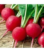 Radish saxa seeds - code 850 - 100 seeds - $91.84 MXN Radish saxa seeds - code 850 - 100 seeds - $91.84 MXN