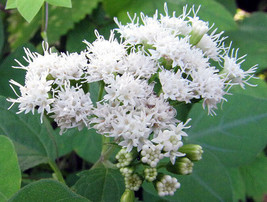 Fast Ship USA Seller Ageratina Altissima Chocolate Joe Pye Weed 200 Seeds - £14.13 GBP