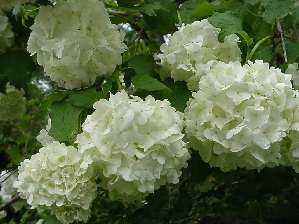 2 Old Fashioned Snowball Viburnum Shrubs-live Plants 4-12&quot; Tall 4&quot; - £63.73 GBP