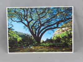 Vintage Postcard - Tropical Foliage Waimea Falls Park - Impact  - $15.00