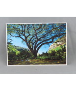 Vintage Postcard - Tropical Foliage Waimea Falls Park - Impact  - $15.00