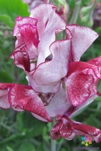 50 Seeds Aurora Borealis Semi-Dwarf Sweet Pea Fresh Seeds - $8.99