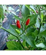 USA SELLER Guam Boonies Hot Peppers Seeds Fast Shipping - $9.80