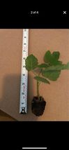 Plants White Marseille Fig Tree! Rooted Well COLD HARDY - £23.10 GBP