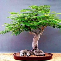 5 Seeds Delonix Regia Seeds Bonsai Plant Gardening - $26.80