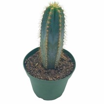 Blue Columnar Cactus, Pilosocereus pachycladus Cacti, Column Cactus, Blu... - £11.05 GBP