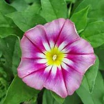 Rose Ensign Dwarf Morning Glory 30 Seeds | Non-GMO | US SELLER | 1184 - $8.39