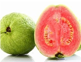 100 Pcs Guava Seeds Fresh Seeds - £7.95 GBP