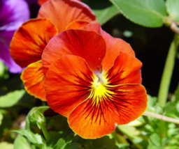 50 Pc Seeds Red Yellow Pansy Flower, Pansy Viola Violet Seeds for Planting | RK - $16.80