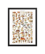 Mushroom Species Framed poster, Vintage Mushrooms Illustration by Adolphe Millot - $36.62 - $128.69
