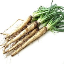 Salsify Sandwich Island Seeds Gardening Fresh USA SHIPPING - £6.16 GBP