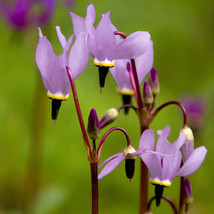 25+ Dodecatheon Meadia Purple Midland Shooting Star Flower Seeds Shade  - £7.78 GBP