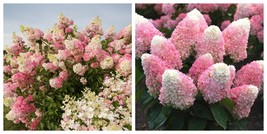 Pink Shades, Hydrangea, Well Rooted Starter Plant - $1,361.87 MXN