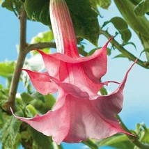 10 Double Pink Rose Angel Trumpet Seeds Flowers Seed Brugmansia Datura 643 Fresh - £10.45 GBP