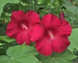 Lord Baltimore Hibiscus Red (Hibiscus Moscheutos) 40 Seeds - $8.23