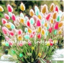200PCS Rainbow Tails Grass Seeds - $5.78