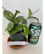 Hoya Carnosa Freckled Silver Splash established, potted and vining. A st... - €23,24 EUR