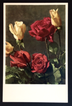 Red and Yellow Stemmed Roses 2916 Thor E. Gyger~Switzerland PC - £3.96 GBP