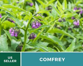 20 Comfrey True Seeds Symphytum officinale Heirloom Herb Medicinal Plant - £26.54 GBP