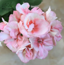 SEED Geranium Peach Pink Light Color Ball-types Bonsai Flowers, 10pcs Seed - $4.99