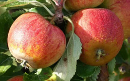 25 Seeds Cox&#39;s Orange Pippin Apple Fresh Seeds - $8.99